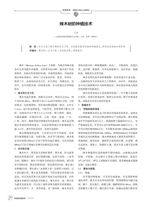 辣木树的种植技术