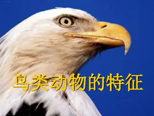 六年级上册科学精品课件-3鸟类动物的特征冀教版PPT课件22