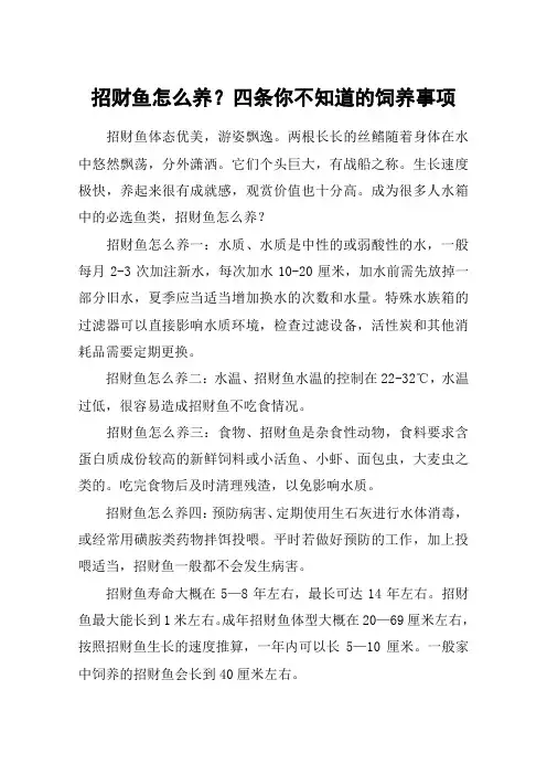 招财鱼怎么养？四条你不知道的饲养事项