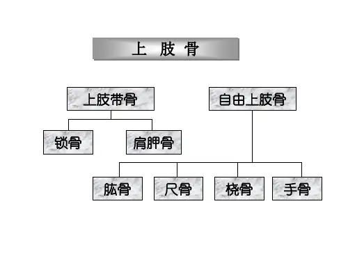 上肢骨解剖