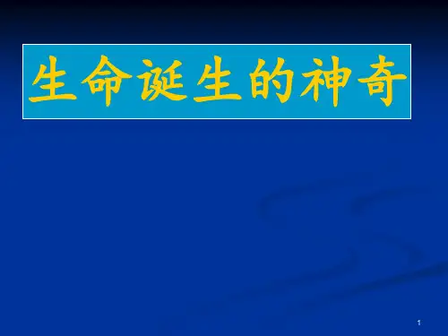 胎儿发育全过程 ppt课件