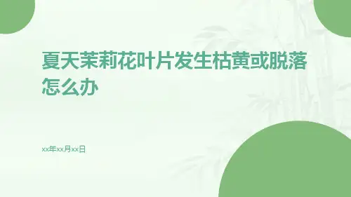 夏天茉莉花叶片发生枯黄或脱落怎么办