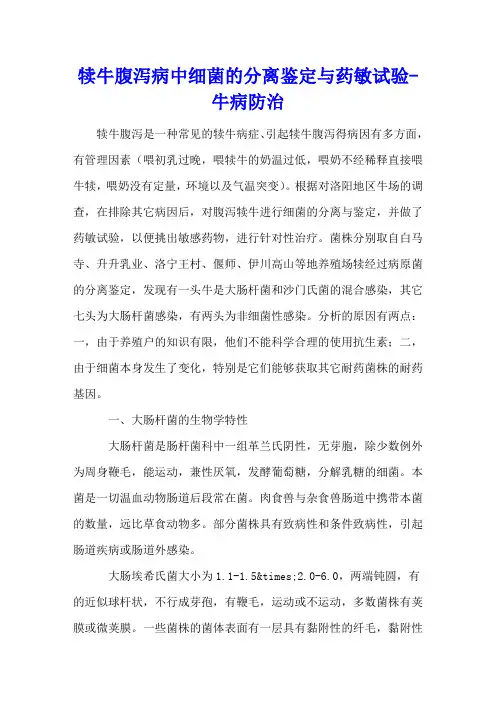 犊牛腹泻病中细菌的分离鉴定与药敏试验 - 牛病防治