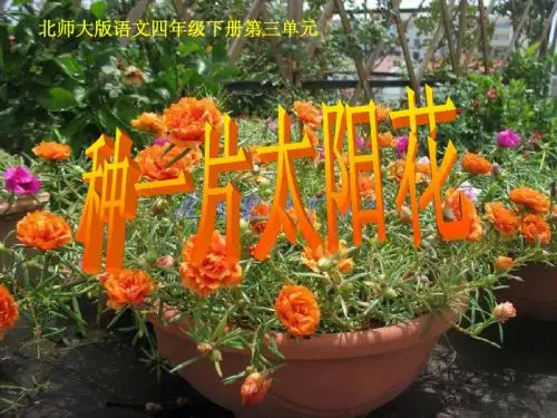 【种一片太阳花(北师大版下册)PPT课件