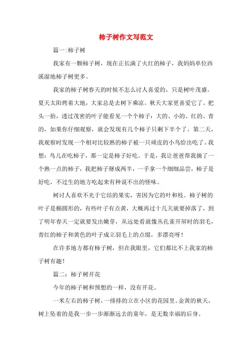 柿子树作文写范文