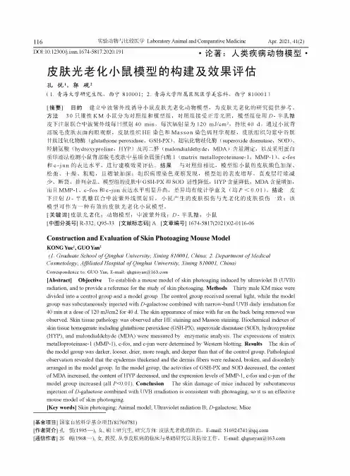 皮肤光老化小鼠模型的构建及效果评估