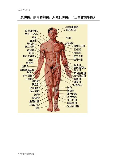 人体肌肉解剖图