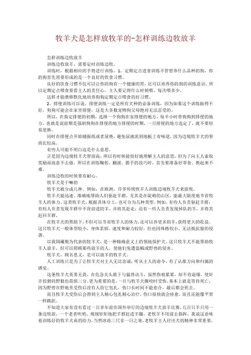 牧羊犬是怎样放牧羊的-怎样训练边牧放羊