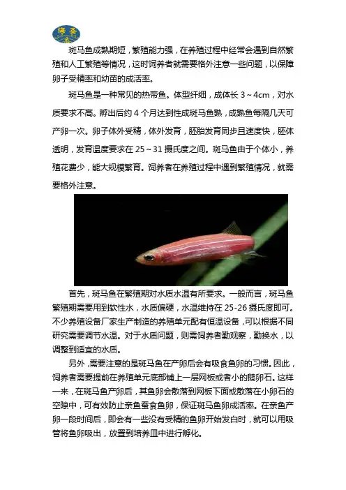 斑马鱼繁殖时需要注意的地方