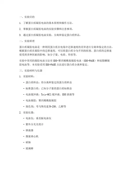 蛋白凝胶实验报告