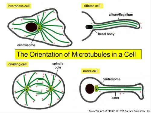 细胞生物学教程 第九章 细胞骨架2