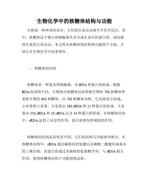 生物化学中的核糖体结构与功能