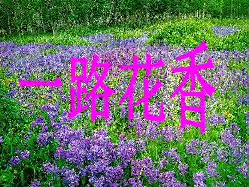 溧水县实验小学三年级语文下册第七单元21一路花香教学课件苏教版