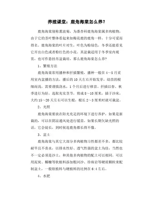 养殖课堂：鹿角海棠怎么养？