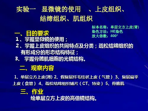 实验一  上皮组织、结缔组织、肌组织
