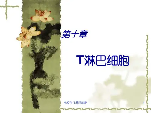 免疫学 T淋巴细胞ppt课件