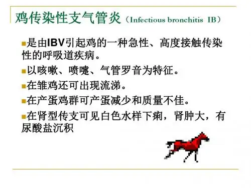 鸡传染性支气管炎