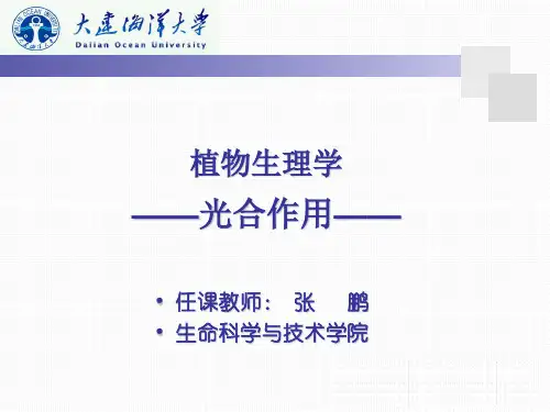 光合作用光反应暗反应能量转换-科学