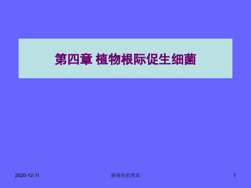 第四章植物根际促生细菌.ppt