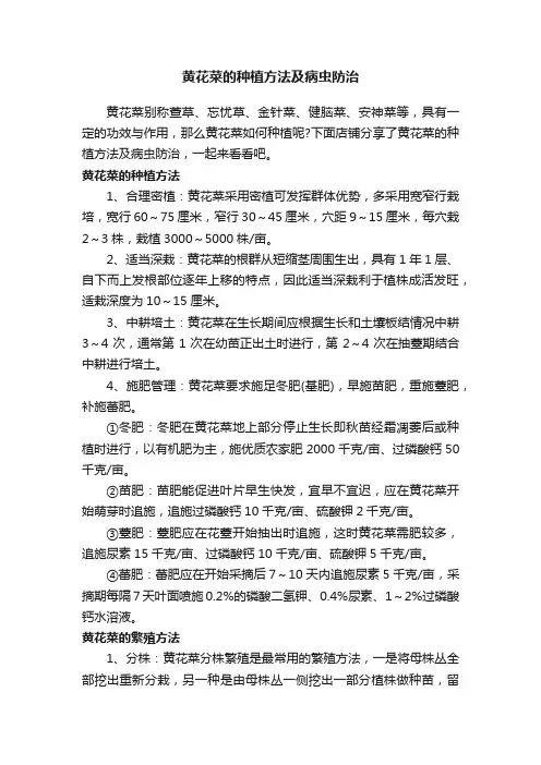黄花菜的种植方法及病虫防治