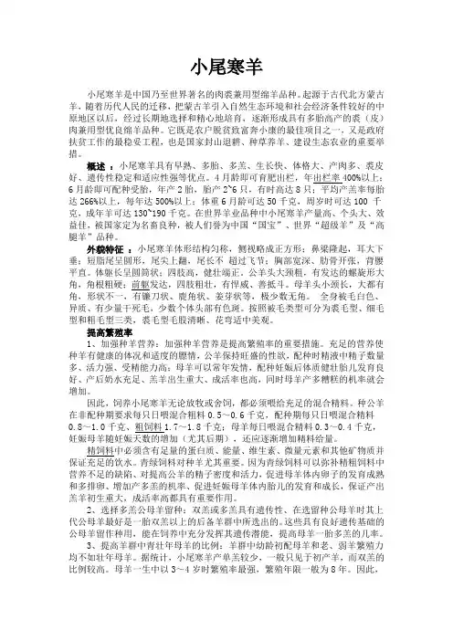 小尾寒羊