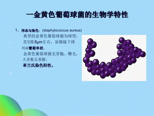 优选金黄色葡萄球菌ppt(共13张PPT)