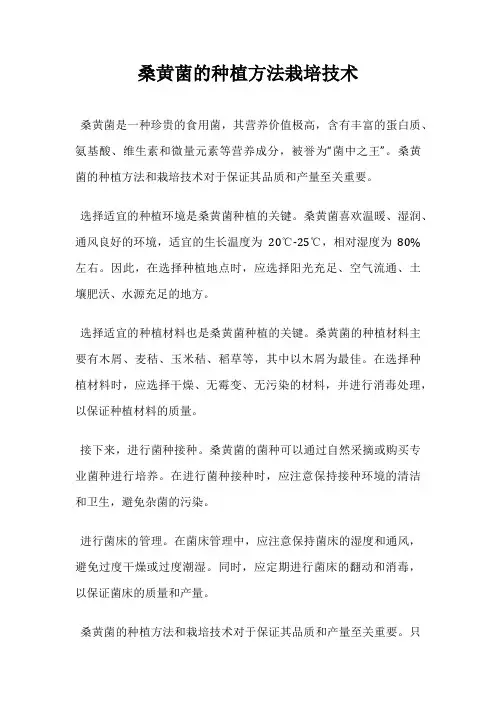 桑黄菌的种植方法栽培技术