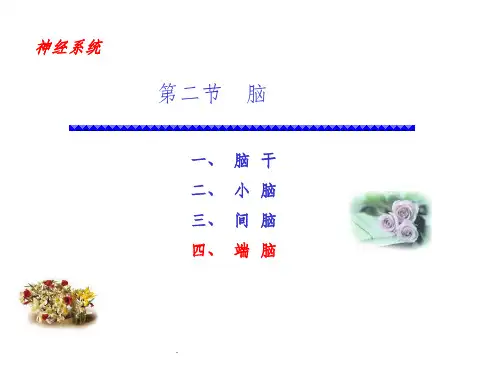 系统解剖学   端脑