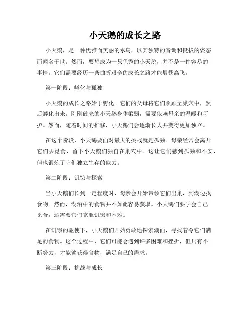 小天鹅的成长之路