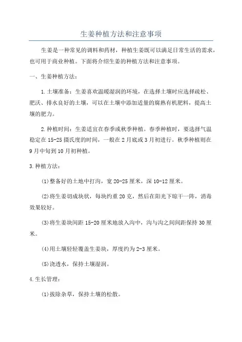 生姜种植方法和注意事项