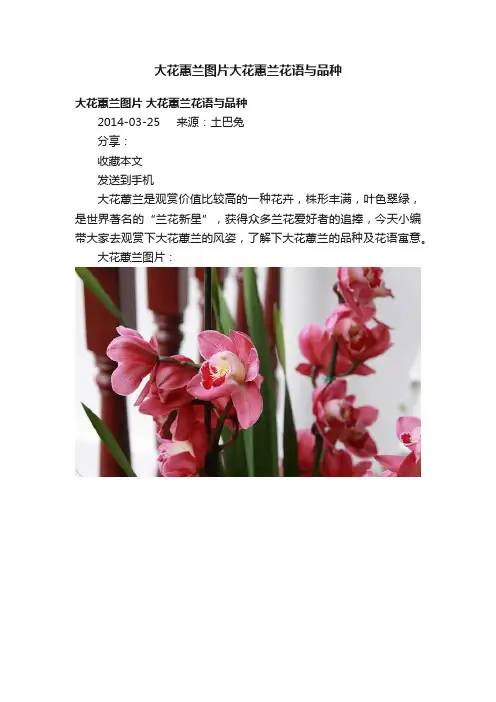 大花蕙兰图片大花蕙兰花语与品种