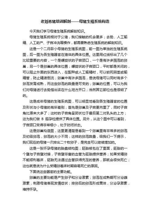 老刘养猪培训解剖——母猪生殖系统构造