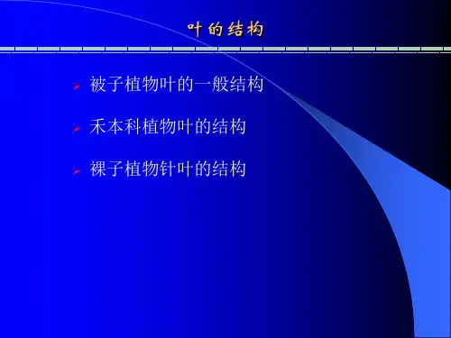 植物形态解剖学-叶的结构
