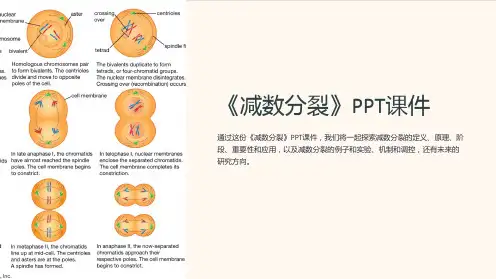 《减数分裂》课件