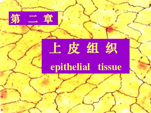 组织与胚胎学 第二章上皮组织