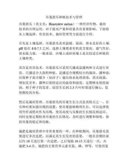 吊蔓甜瓜种植技术与管理