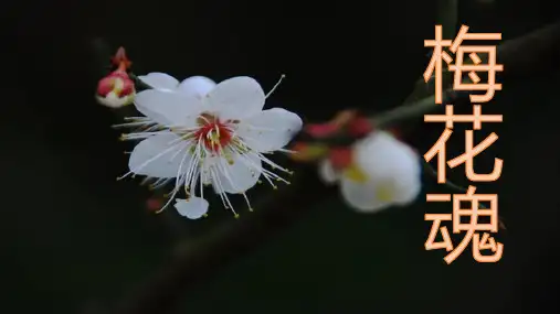《梅花魂》ppt课件