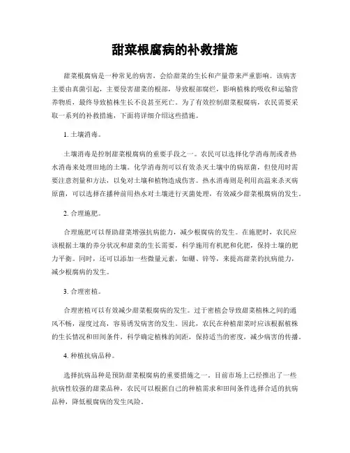 甜菜根腐病的补救措施