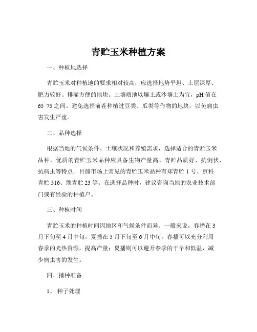 青贮玉米种植方案
