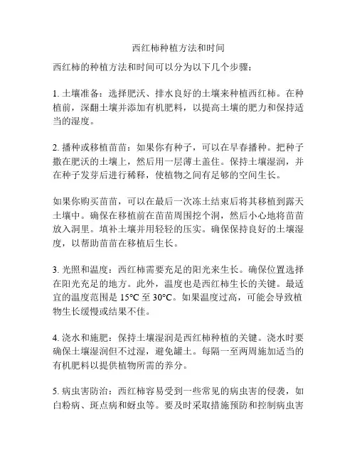 西红柿种植方法和时间