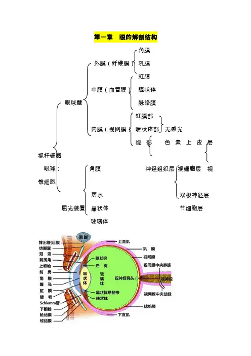 第一章：眼的解剖结构