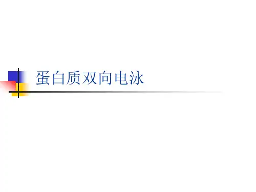 蛋白质的双向电泳