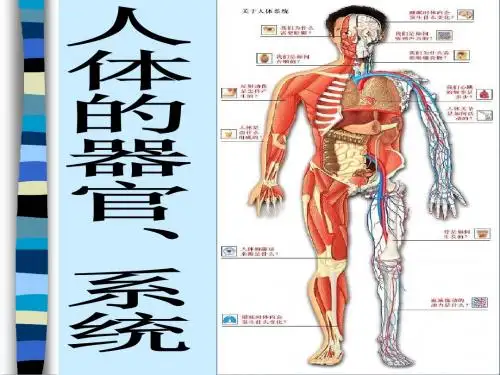 器官和系统