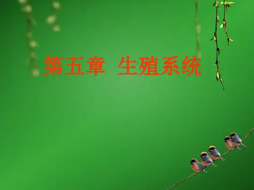男性生殖系统