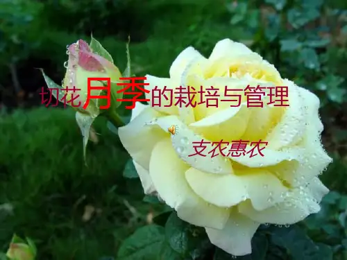 切花月季的栽培管理PPT课件