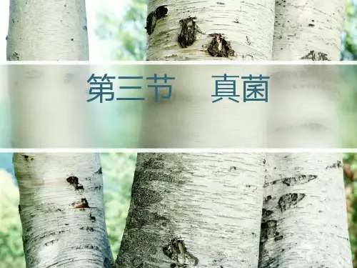 第三节    真菌总结