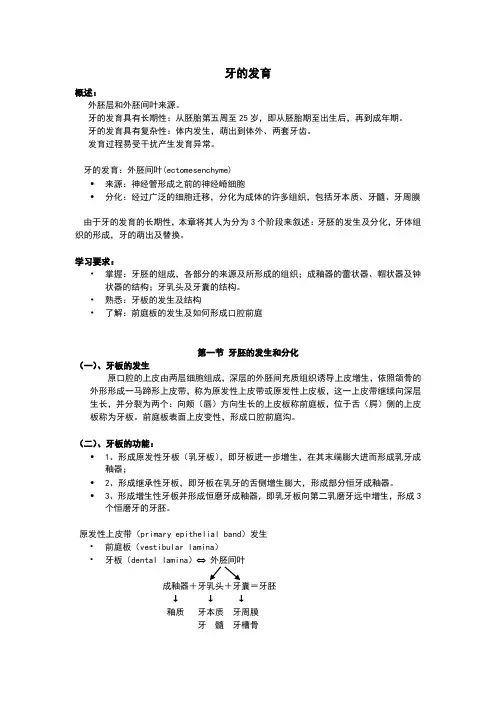 牙的发育