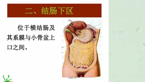 结肠下区课件