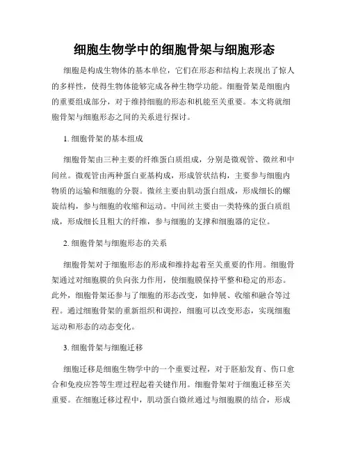 细胞生物学中的细胞骨架与细胞形态