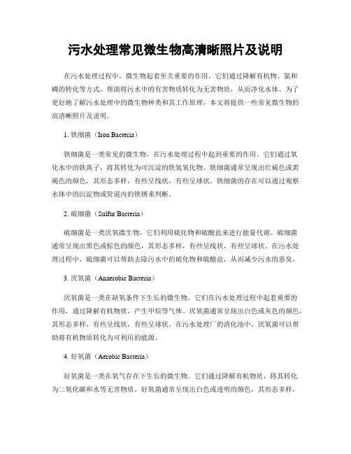 污水处理常见微生物高清晰照片及说明